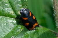 Cercopis sanguinolenta
