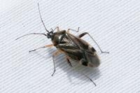 Harpocera thoracica