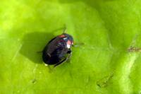 Penthimia nigra