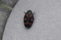 Cercopis sanguinolenta