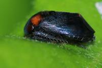 Penthimia nigra