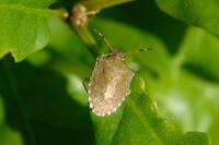 Peribalus strictus