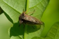 Centrotus cornutus