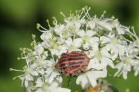 Graphosoma italicum