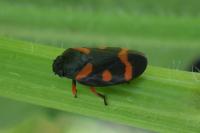 Cercopis intermedia