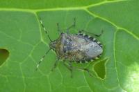 Rhaphigaster nebulosa