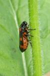 Cercopis intermedia