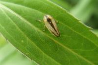 Philaenus spumarius