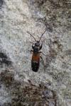 Pterotmetus staphyliniformis