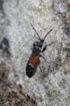 Pterotmetus staphyliniformis