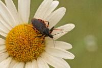 Rhynocoris annulatus