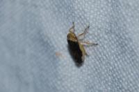 Philaenus spumarius