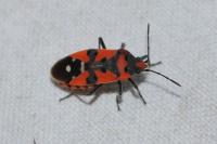 Lygaeus equestris/simulans