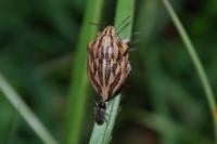 Odontotarsus purpureolineatus