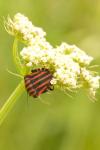 Graphosoma italicum