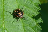 Eurydema oleracea