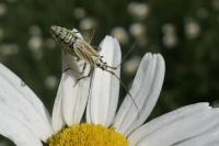Leptopterna dolabrata