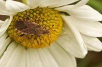 Ceraleptus gracilicornis