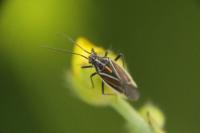 Horistus orientalis
