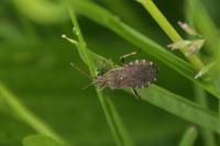 Ceraleptus gracilicornis