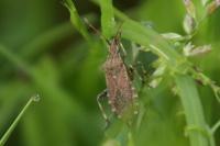 Ceraleptus gracilicornis