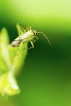 Mermitelocerus schmidtii
