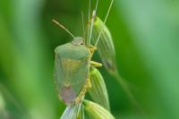 Palomena prasina