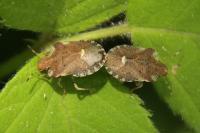 Dyroderes umbraculatus