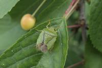 Palomena prasina