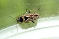 Xanthochilus quadratus