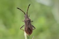 Coriomeris