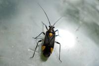 Capsodes flavomarginatus