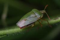 Palomena prasina