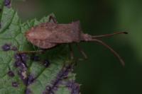 Coreus marginatus