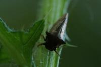 Centrotus cornutus