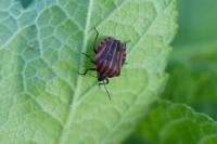 Graphosoma italicum