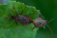 Coreus marginatus