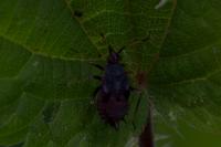 Deraeocoris ruber