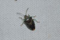 Elasmucha grisea