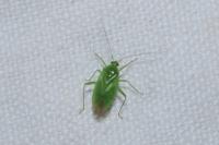 Lygocoris pabulinus