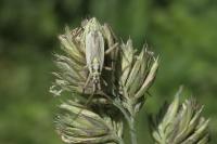Leptopterna dolabrata