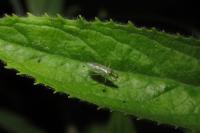 Dicyphus