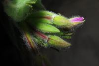 Dicyphus