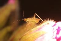 Dicyphus