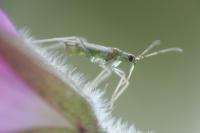 Dicyphus