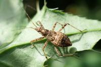 Himacerus apterus