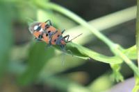 Lygaeus equestris/simulans