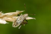 Stictopleurus punctatonervosus