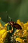 Deraeocoris ruber