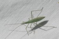 Megaloceroea recticornis
